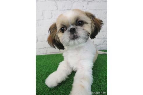 成約済の大阪府のシーズー-197266の3枚目